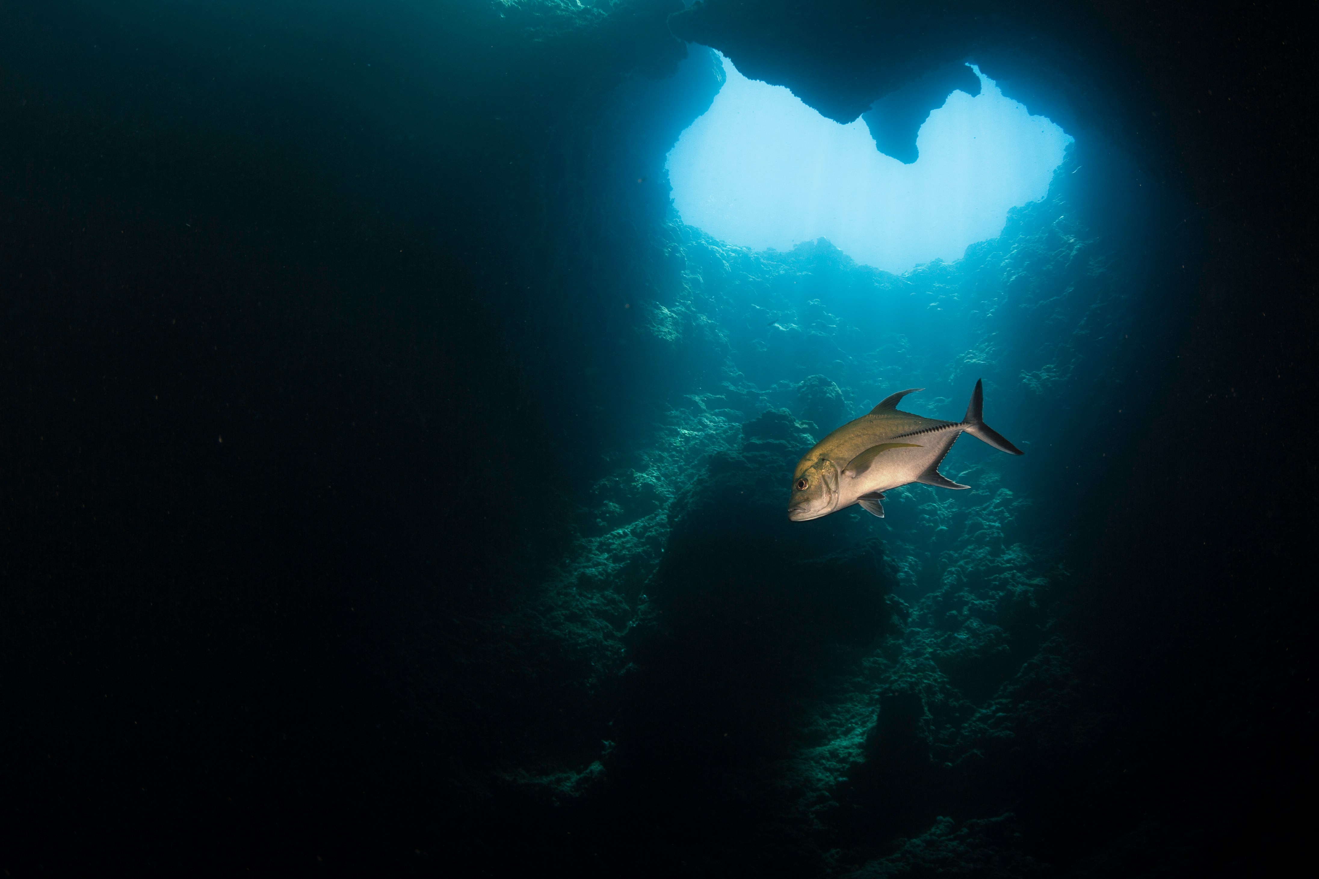 white and black fish in water